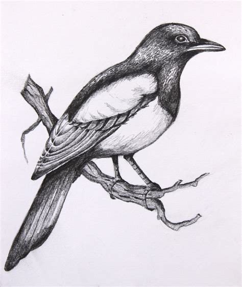 bird pictures to draw|free sketches of birds.